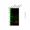 Claudin 5 Antibody