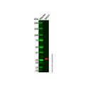 CLIC3 Antibody