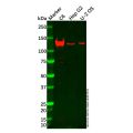 CLIP2 Antibody