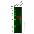 CLIPR-59 Antibody