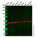 Recombinant c-Maf Antibody