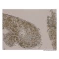 Recombinant c-Myc Antibody