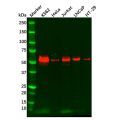 Recombinant c-Myc Antibody