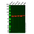 Recombinant COG6 Antibody