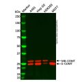 COMT Antibody