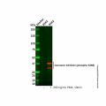 Connexin 43/GJA1 (phospho S368) Antibody