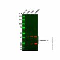 Connexin 43/GJA1 Antibody