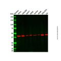 Recombinant COPS3/CSN3 Antibody