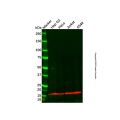 Recombinant COX IV Antibody