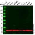 COX IV Mouse mAb