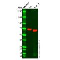 COX1/Cyclooxygenase 1 Antibody