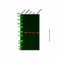 COX10 Antibody