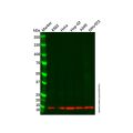 Recombinant COX5B Antibody