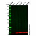 Recombinant COX6B1 Antibody