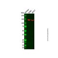 CPSF1 Antibody