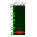 CRABP2 Mouse mAb