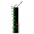 CRALBP Antibody