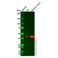 Creatine Kinase MM Mouse mAb