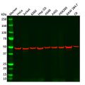 Recombinant CREB Antibody