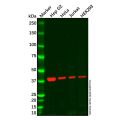 CREB3 Antibody