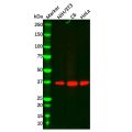 Recombinant CrkL Antibody
