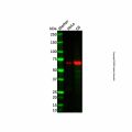 CRMP2 Antibody