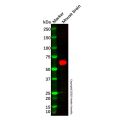 Recombinant CRMP4 Antibody