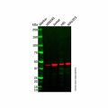 CRTH2 Antibody