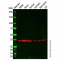 CSNK2A2 Antibody