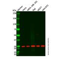 CSP-C Antibody