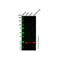 CSRP1 Antibody