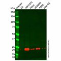 CSRP2/Dlp1 Antibody