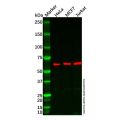 CSTF2T Antibody