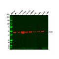 Recombinant CtBP1 Antibody