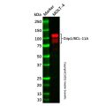 Recombinant Ctip1/BCL-11A Antibody