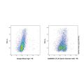 CTLA4 Syrian Hamster mAb