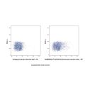 CTLA4/CD152 Armenian hamster mAb