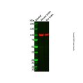Recombinant CTNNA2 Antibody