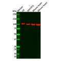 Recombinant CTNNA3 Antibody
