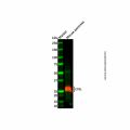 Recombinant CTRL Antibody