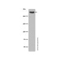 Recombinant Cubilin Antibody