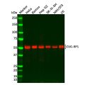 Recombinant CUG-BP1 Antibody