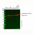 Recombinant Cullin 1/CUL-1 Antibody