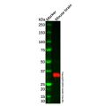 Cx36 Antibody