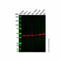 CX3CR1 Antibody