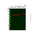 Cyclin F Antibody