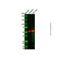 Recombinant CYP26A1 Antibody