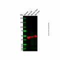 CYP2A6 Antibody