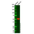 Recombinant CYP2C9 Antibody