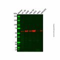 CYP2J2 Antibody